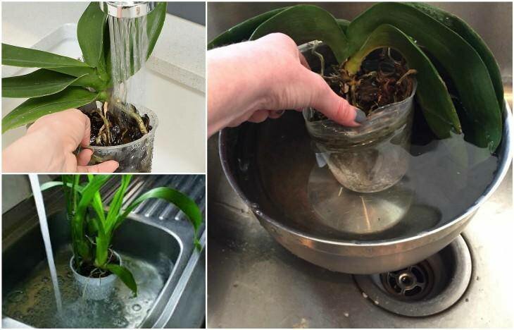 Выбираем правильное время, когда лучше всего пересадить орхидею. надо ли это делать часто?