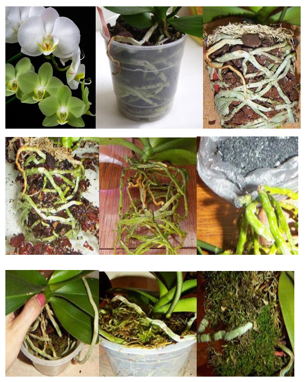 Пошаговая пересадка орхидеи фаленопсис в домашних условиях, особенности выбора горшка и грунта - цветочки - медиаплатформа миртесен