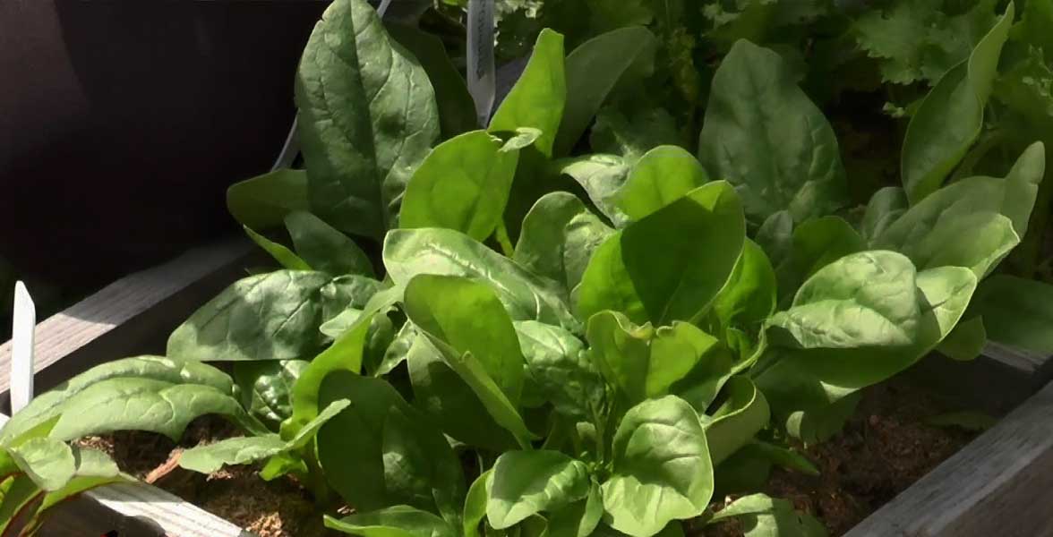 Как вырастить шпинат из семян дома на подоконнике: посадка и уход