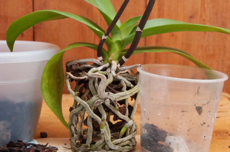Пересадка орхидей в домашних условиях: как пересадить фаленопсис в другой горшок - пошаговая инструкция с фото, правильный уход за цветком после пересаживания