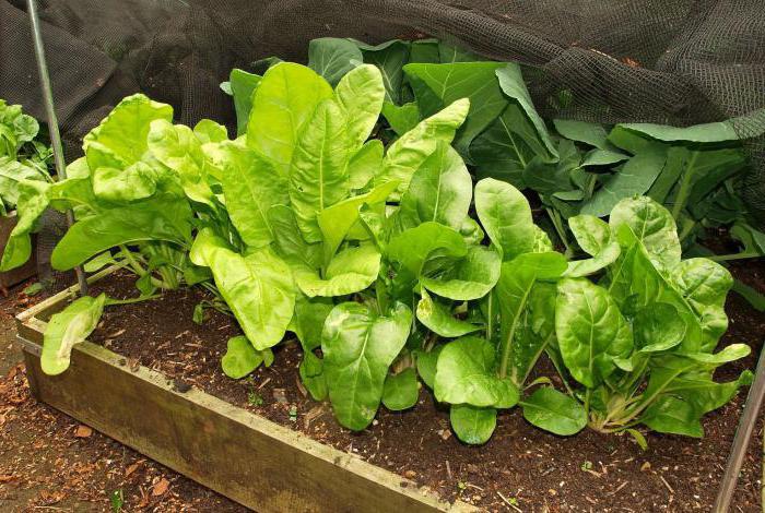 Выращивание шпината дома на подоконнике: посадка и уход в квартире