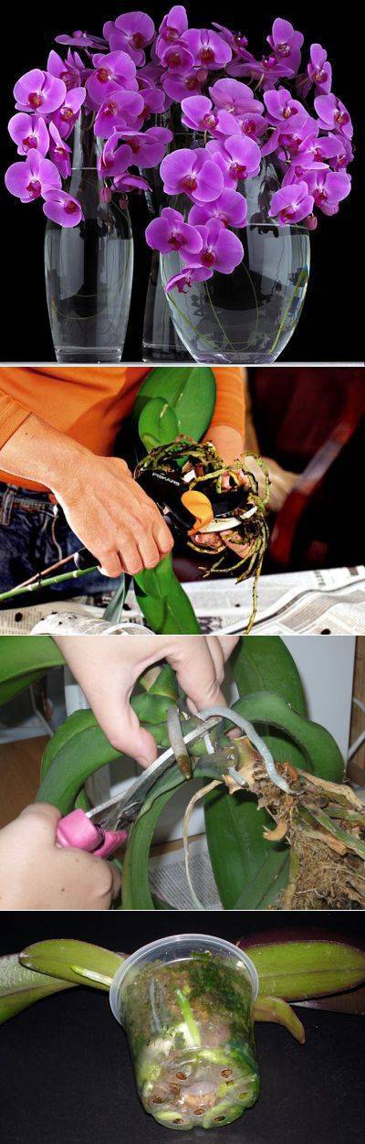 Можно ли пересадить орхидею во время цветения: пошаговая инструкция и особенности пересадки - sadovnikam.ru