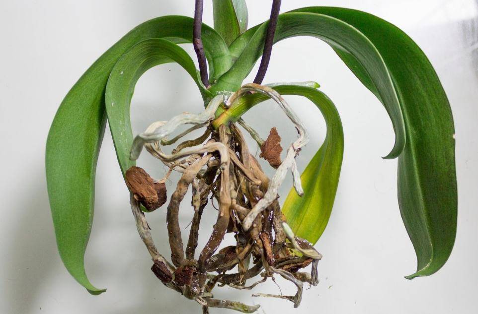 Желтеют листья у орхидеи фаленопсис - что делать, если это нижние листья или на растении появились пятна