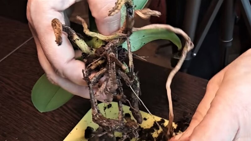 Как пересаживать орхидею в домашних условиях: как правильно пересадить после покупки и в какой горшок, когда можно, пошаговая инструкция пересаживания