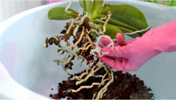 Как пересадить орхидею – способы в зависимости от вида. какие растения пересаживают в мох, какие в грунт