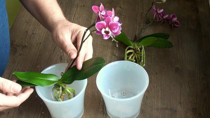 Можно ли пересаживать орхидею во время цветения: правильная пересадка цветущего фаленопсиса после покупки, как ухаживать за ним?