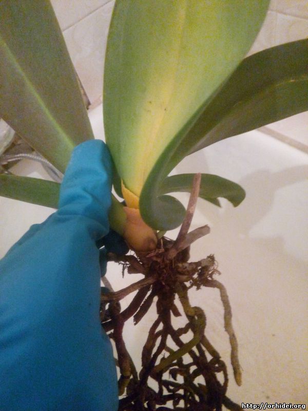 Как спасти орхидею, если сгнили корни – sos методы