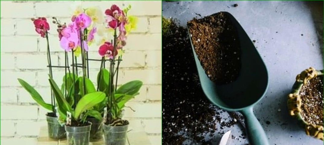 Зола – отличное средство для подкормки и защиты цветов