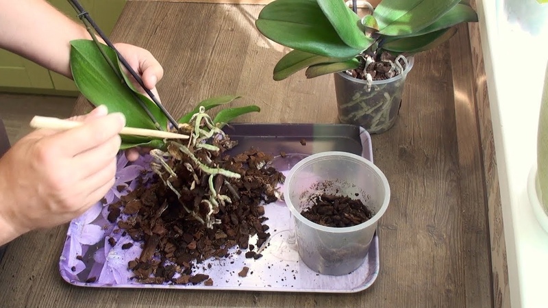 Когда можно пересадить орхидею в домашних условиях: подходящее время и правила пересадки
