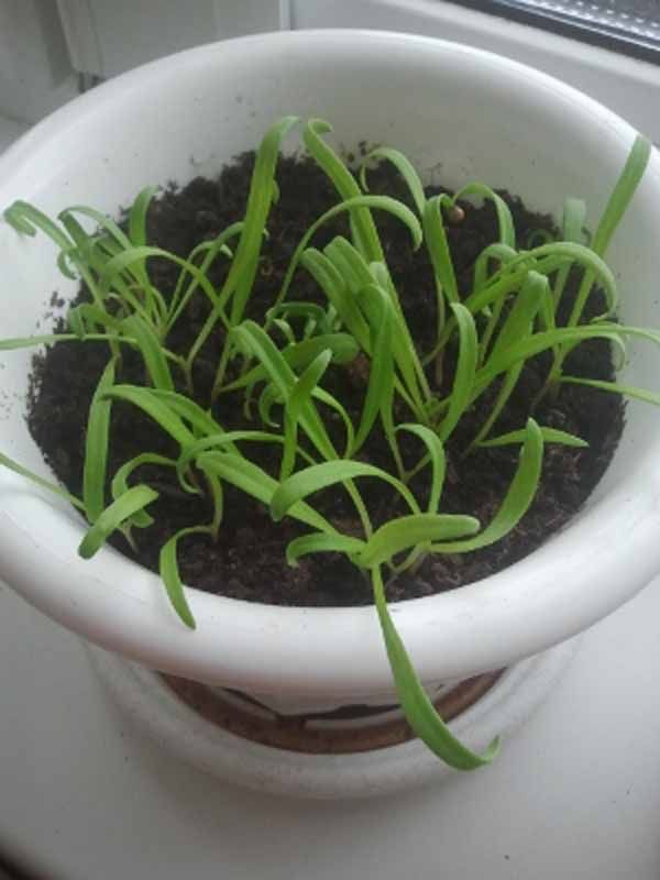 Как вырастить шпинат дома на подоконнике в квартире