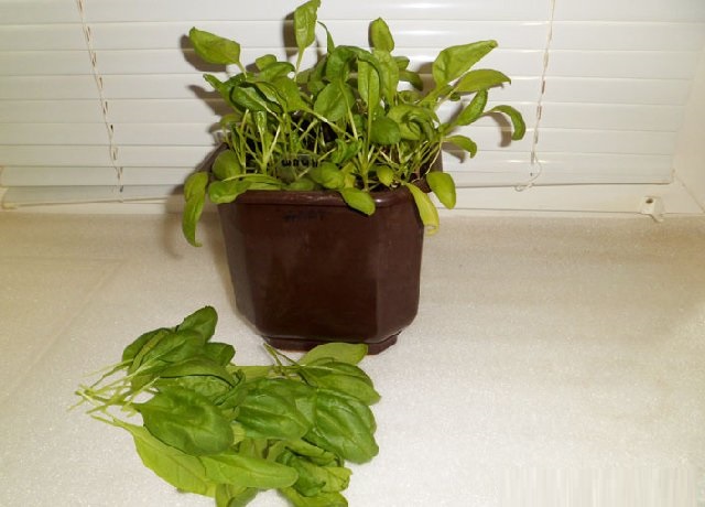 Как вырастить шпинат дома: подготовка семян, условия выращивания, уход