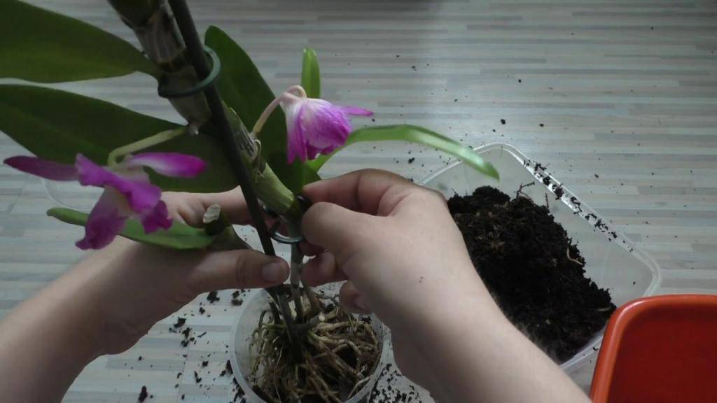 Как пересадить орхидею в домашних условиях: инструкция