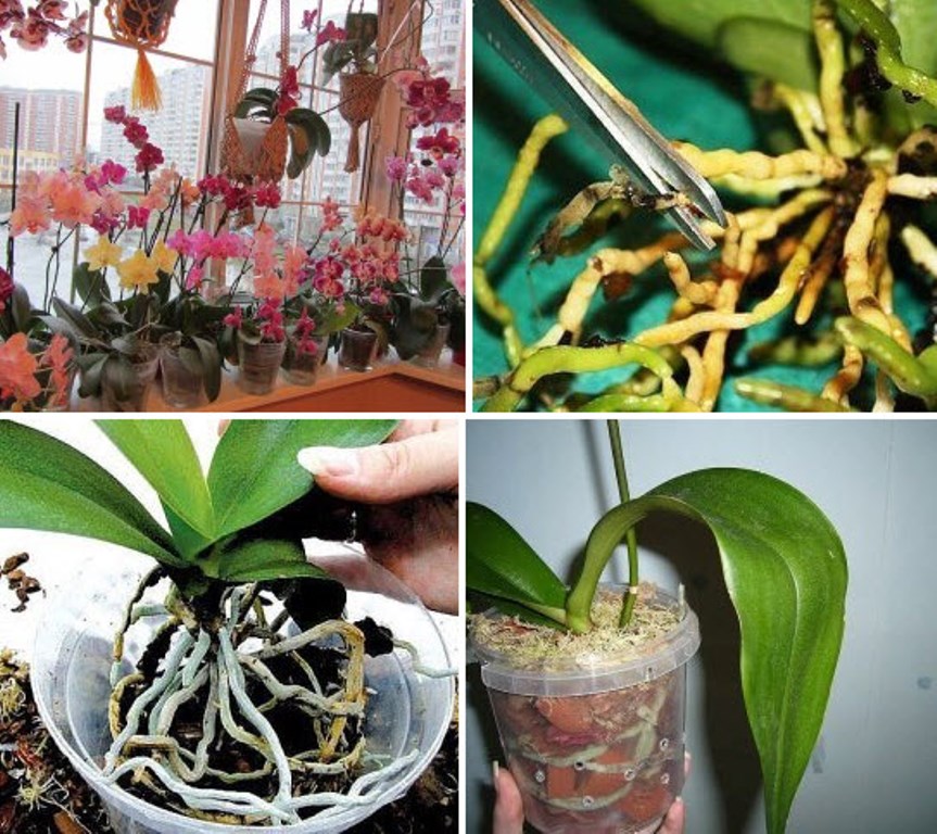 Руководство к действию – как пересадить орхидею в домашних условиях?