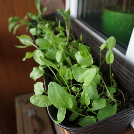 Выращивание шпината в горшке на подоконнике: выращивание и уход