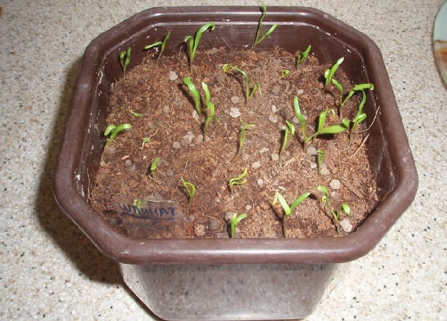 Как вырастить шпинат на подоконнике в квартире