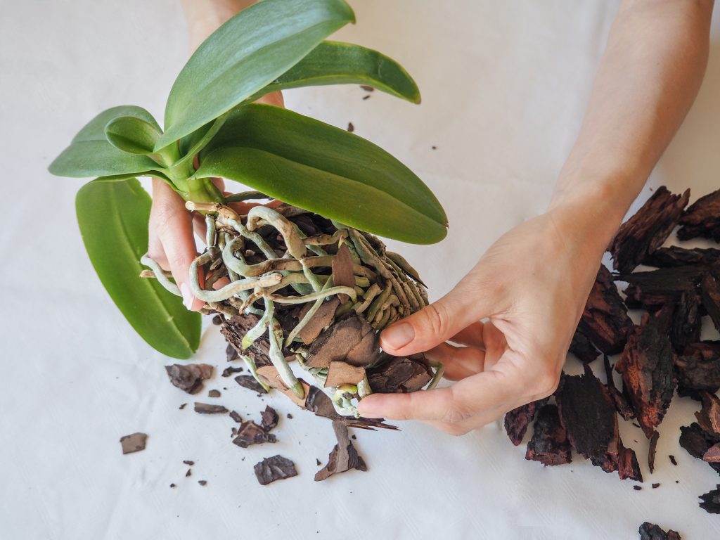 Когда и как лучше пересаживать орхидею в домашних условиях и как часто нужно это делать