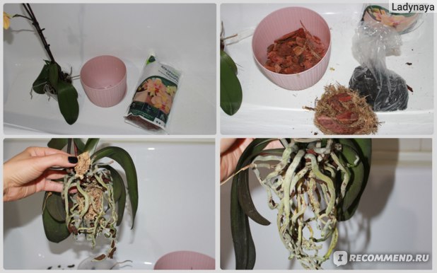 Как пересадить орхидею в домашних условиях
