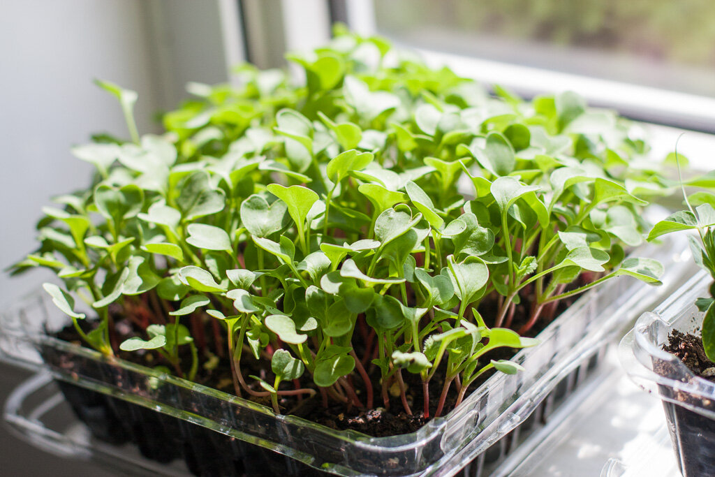 Выращивание шпината: посев и уход, сбор и хранение, стрелкование