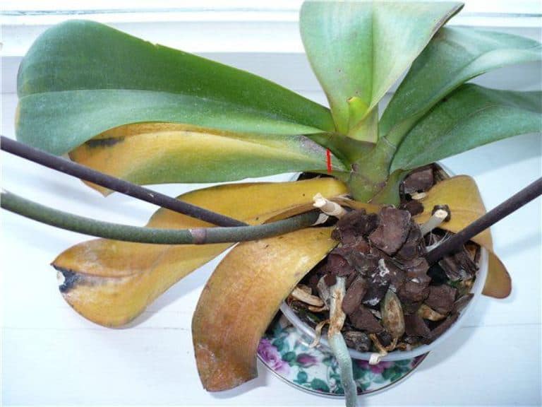 Почему у орхидеи желтеют и опадают листья, что делать и как спасти растение. помощь, если пропадает сорт дендробиум