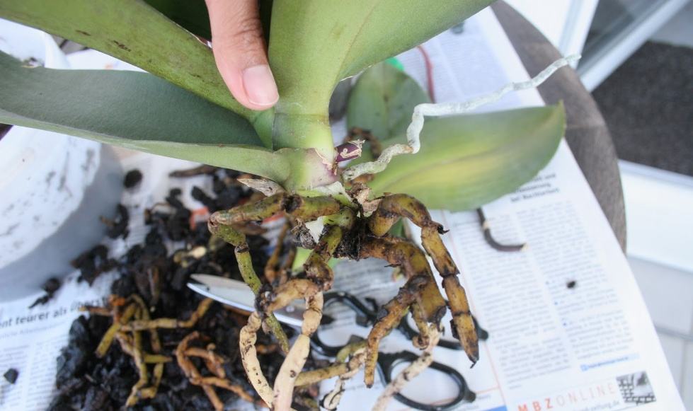 Реанимация орхидеи без листьев в домашних условиях: как оживить и спасти, если отпала розетка, нет точки роста или корней, а само растение погибает