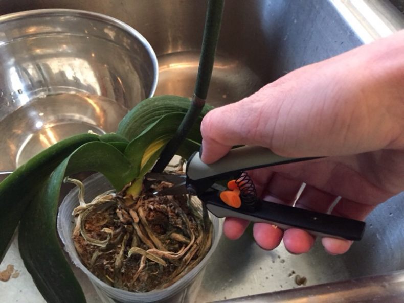 Когда пересаживать орхидею в домашних условиях, в какое время года можно и нужно провести эту процедуру, а также благоприятные дни для этого: лучшие видео от специалистов