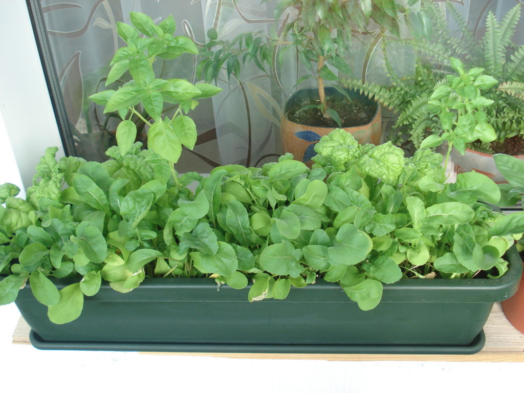 Как вырастить шпинат из семян дома на подоконнике: посадка и уход