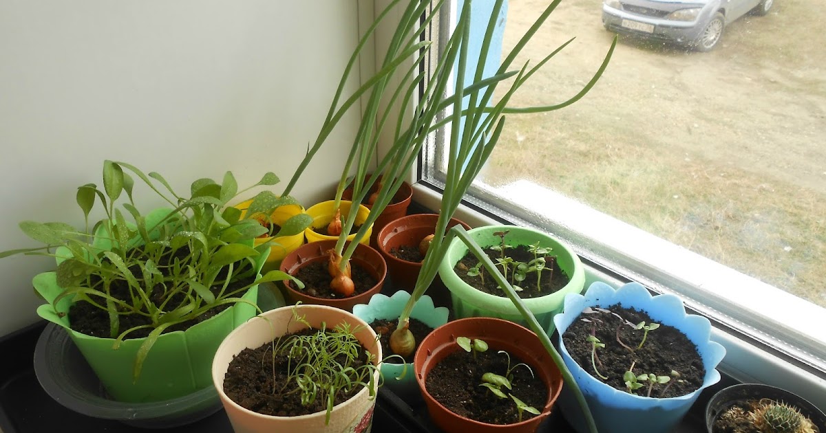 Как вырастить шпинат на подоконнике?