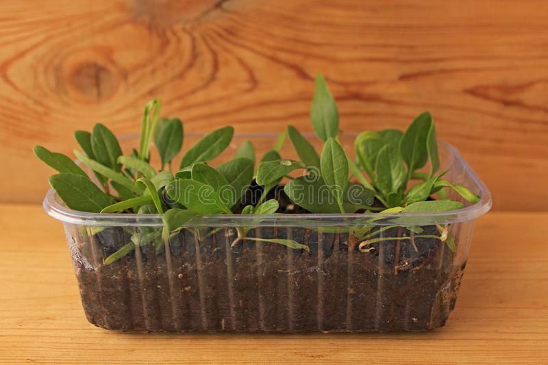 Как вырастить шпинат на подоконнике, выращивание шпината из семян