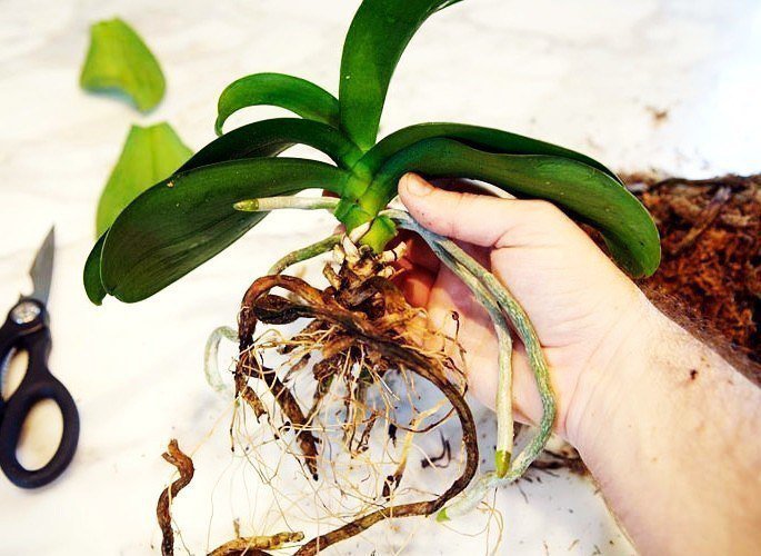Можно ли пересаживать орхидею во время цветения: правильная пересадка цветущего фаленопсиса после покупки, как ухаживать за ним?