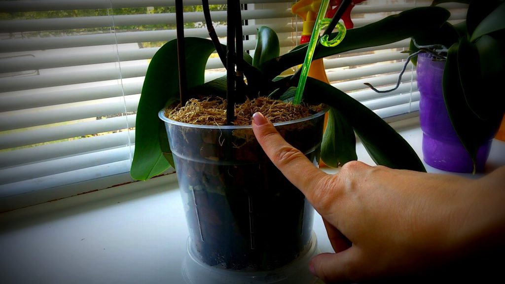 Когда пересаживать орхидею после покупки в домашних условиях, а также можно и нужно ли это делать сразу, как принесли из магазина?