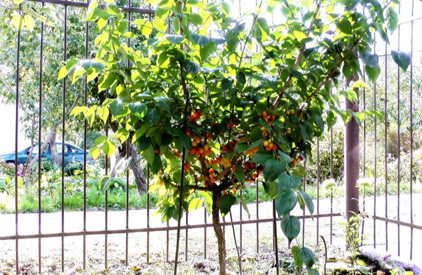 Кизил: фото, посадка и уход, как растет дерево и выглядят ягоды