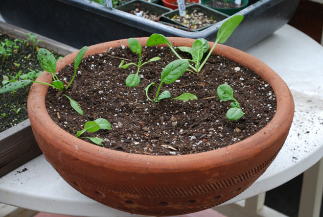 Как вырастить шпинат на подоконнике