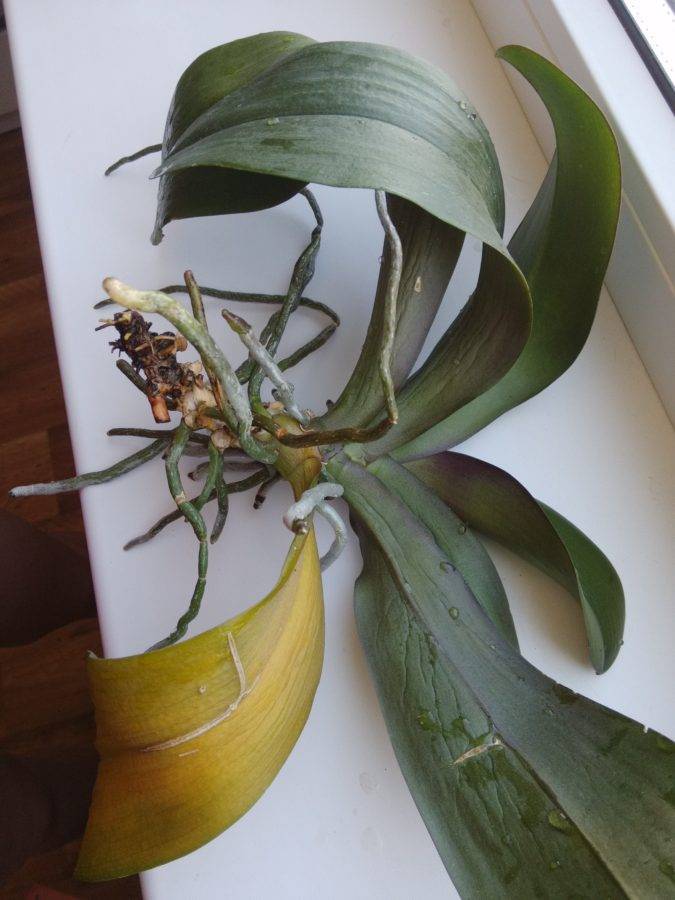 Как спасти орхидею без корней, листьев и точки роста, или с чем-то одним: как в домашних условиях реанимировать вялый цветок, что делать, когда побег отвалился? selo.guru — интернет портал о сельском