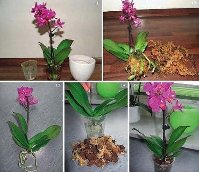 Когда пересадить орхидею в домашних условиях в новый горшок: в какое время года нужно и лучше всего это делать, надо ли после покупки в магазине, дано фото цветка selo.guru — интернет портал о сельском хозяйстве