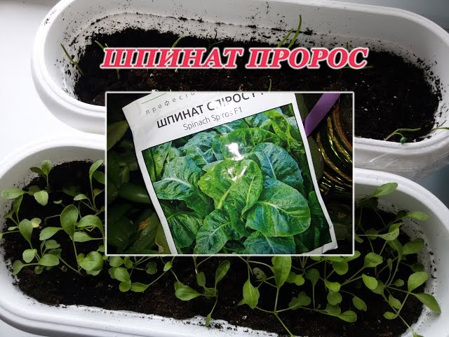 Выращиваем зелень на подоконнике: петрушка, салат, сельдерей, шпинат